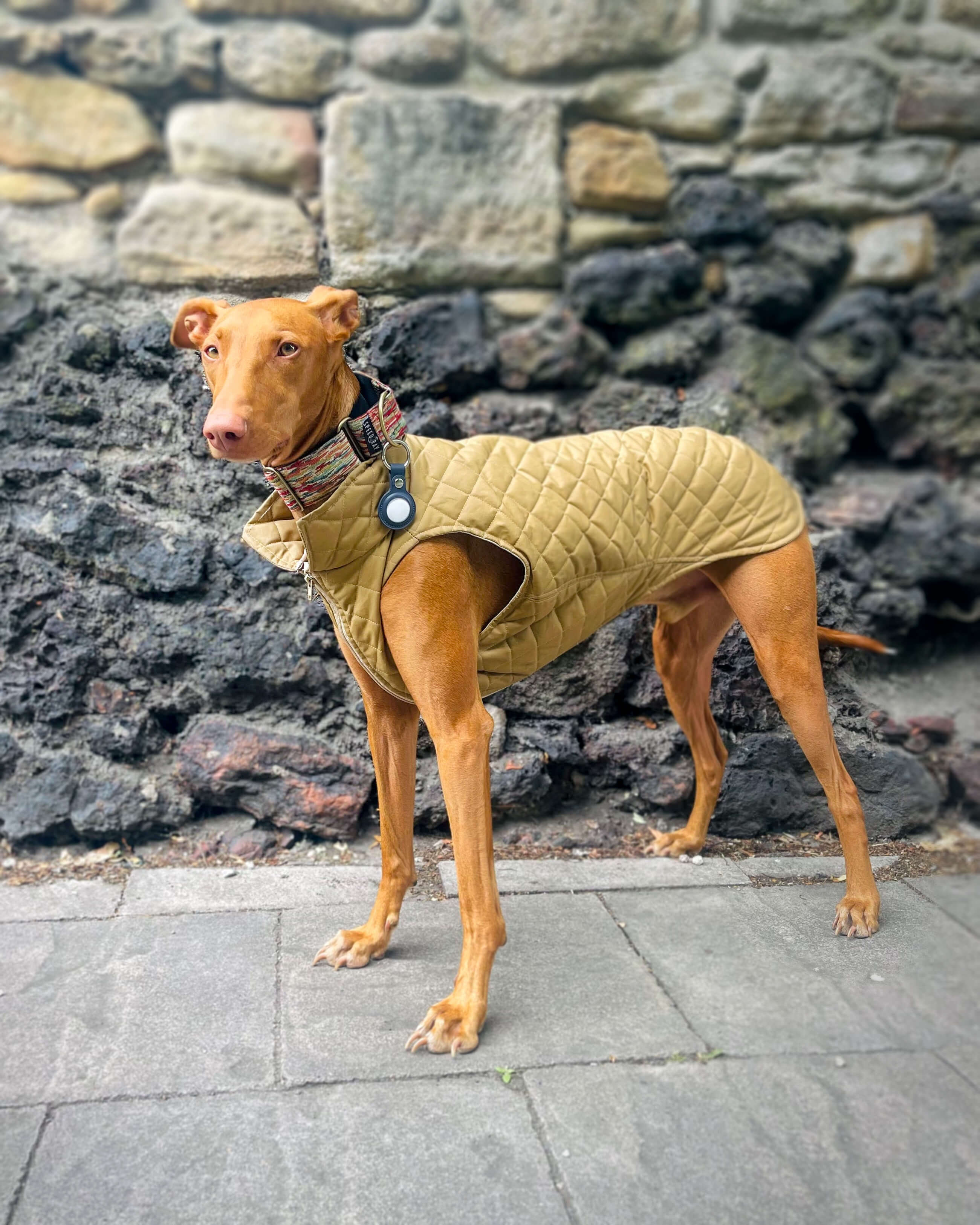 THE MARGOT Gilet - Greyhound Size