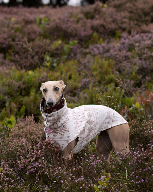 THE STAR Speedray Limited Whippet Jumper