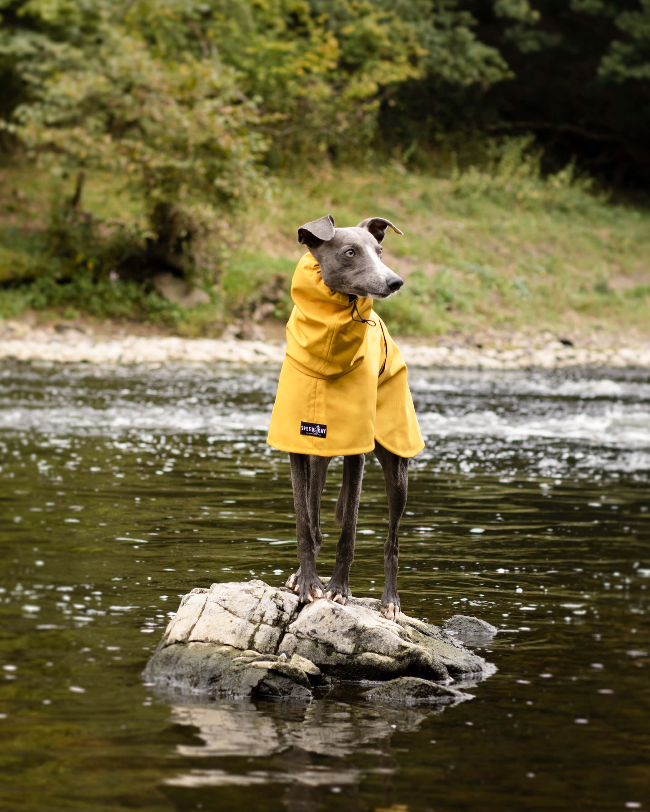 THE ROXY Whippet Raincoat (Lights) - In Stock