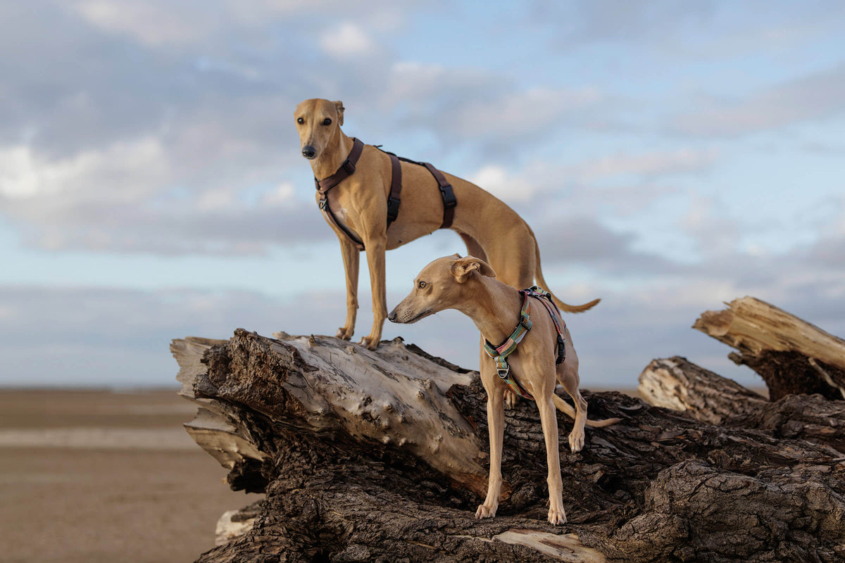 Sighthound Harnesses