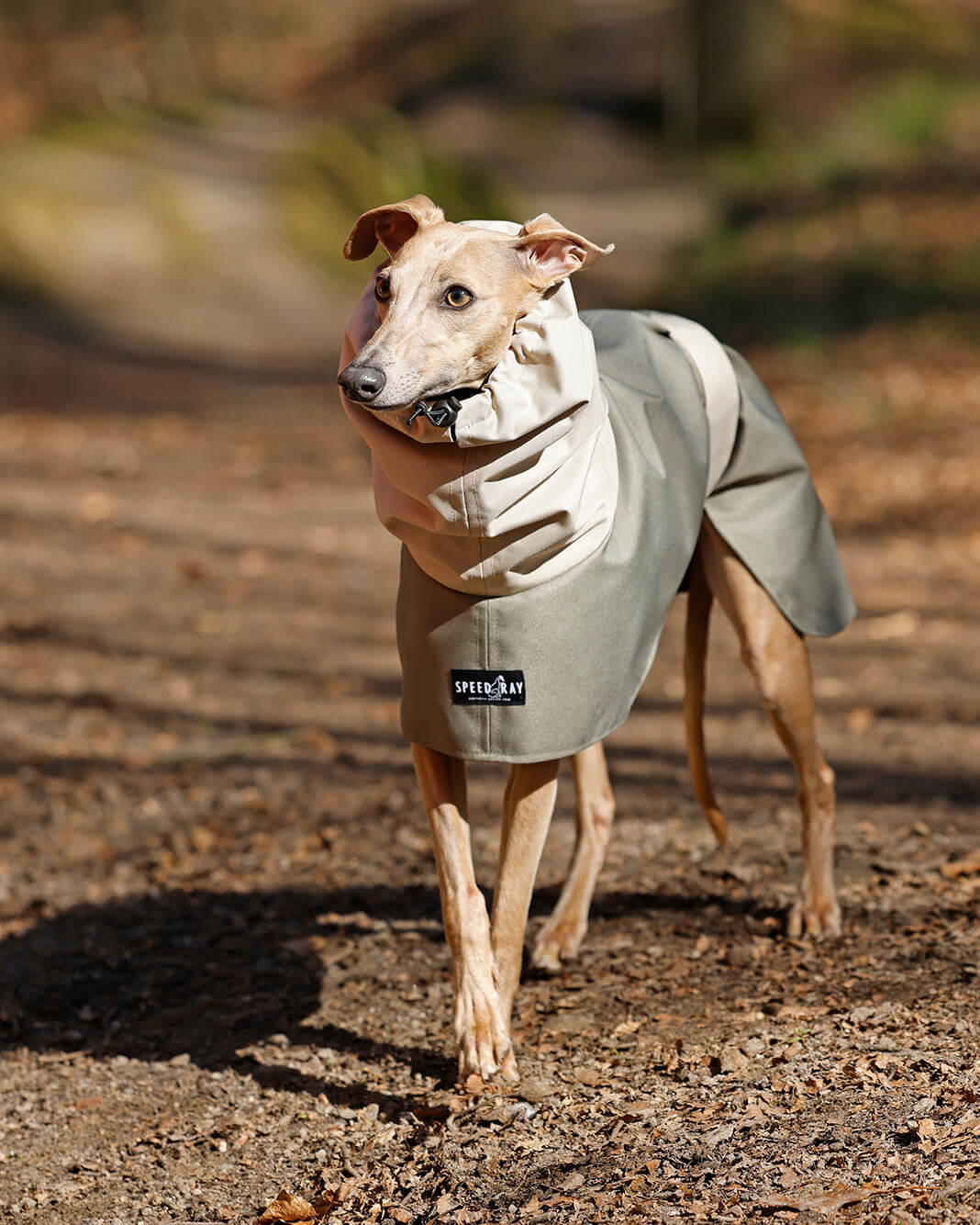 THE ELSA Two Tone Raincoat - Greyhound Size