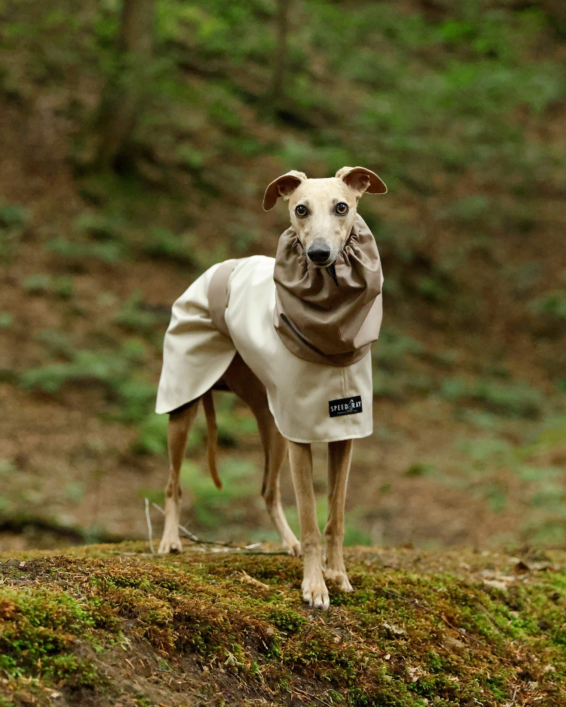 THE ELSA Two Tone Raincoat - Greyhound Size