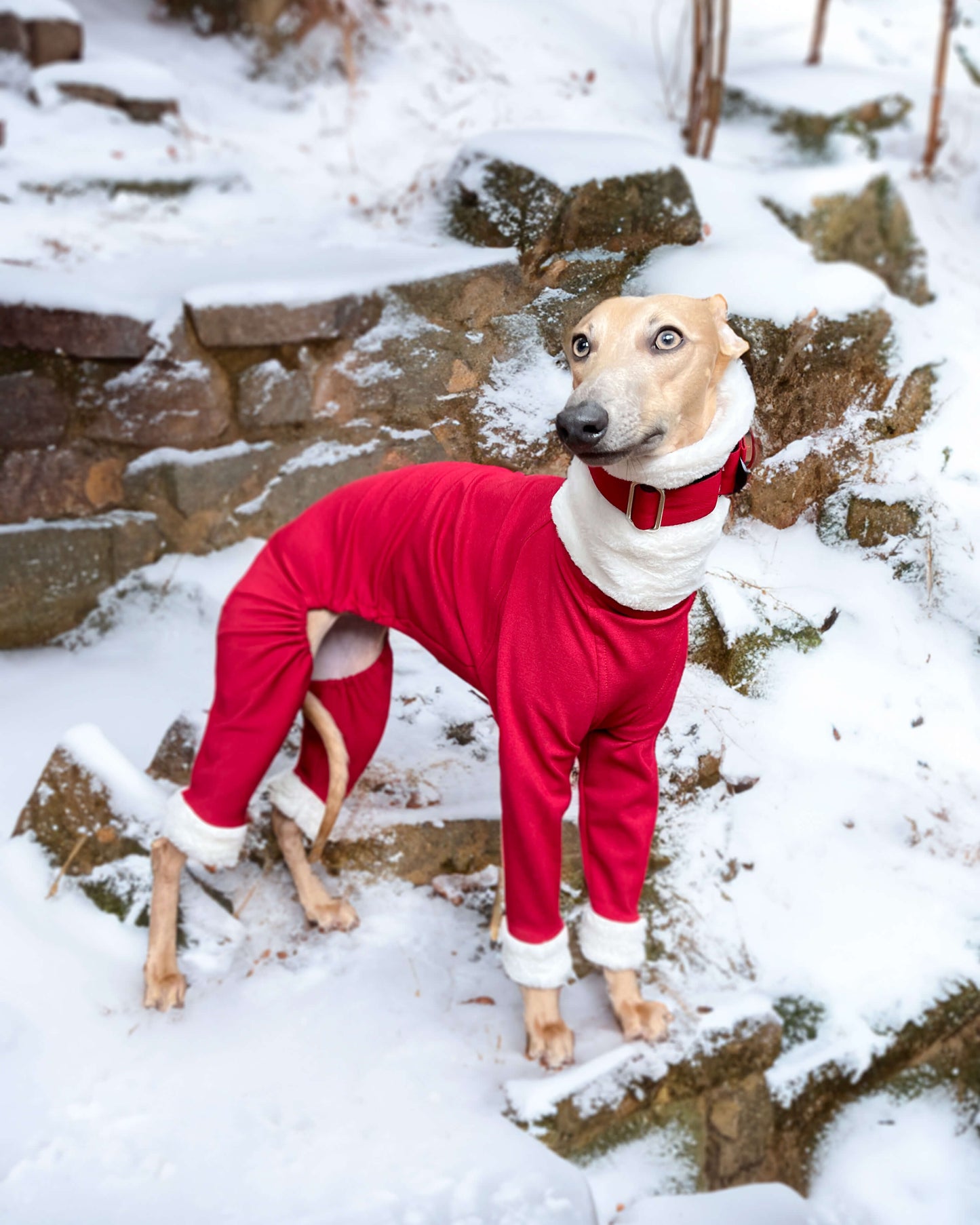 Christmas Jumper - Greyhound Sizes