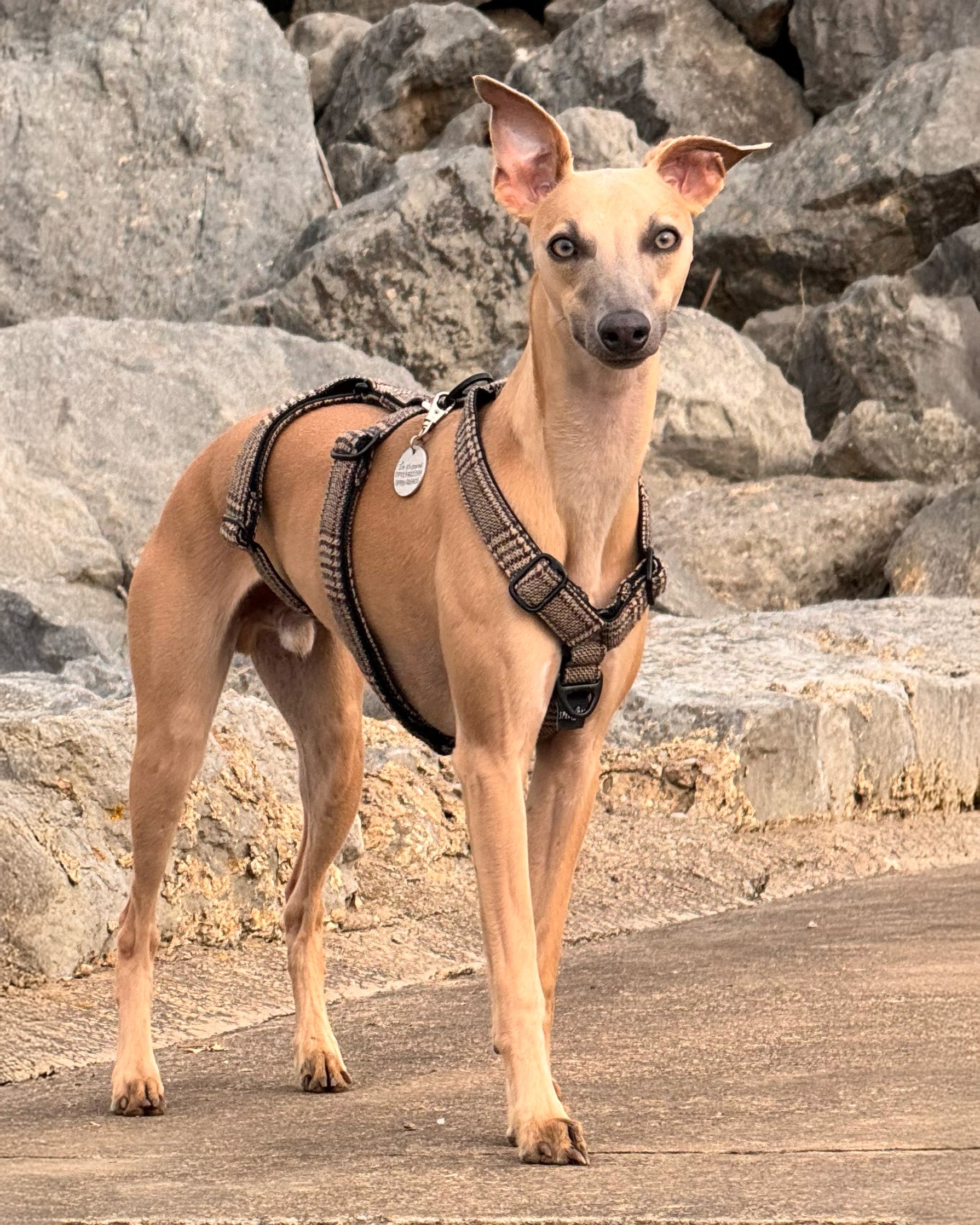 THE ELSA 3 Point Harness