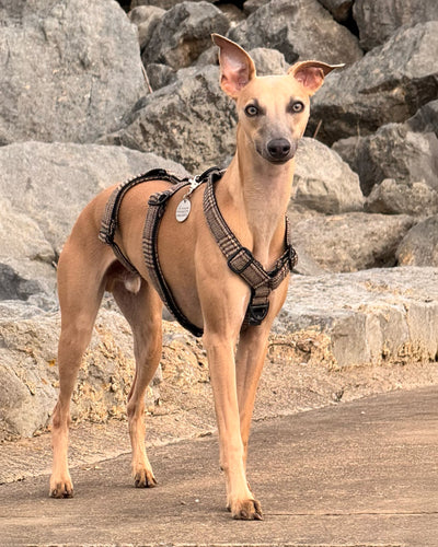 THE ELSA 3 Point Harness