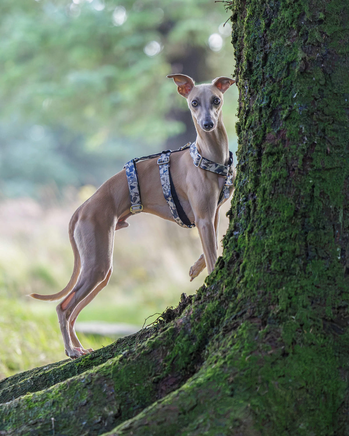 3 Point Sighthound Harness - Patterns