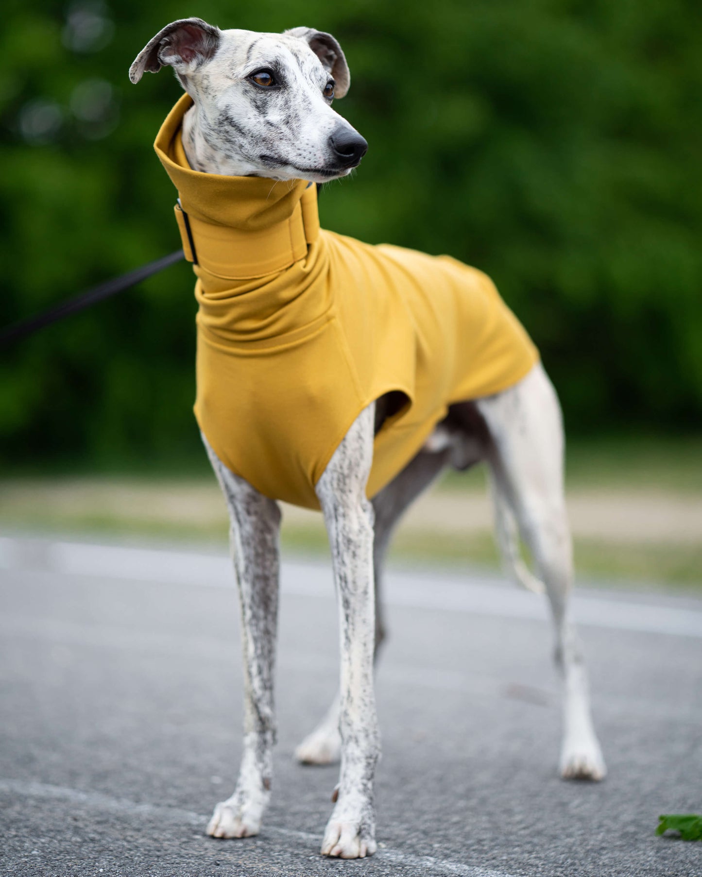 THE CAIRO Whippet Jumper (Lights)