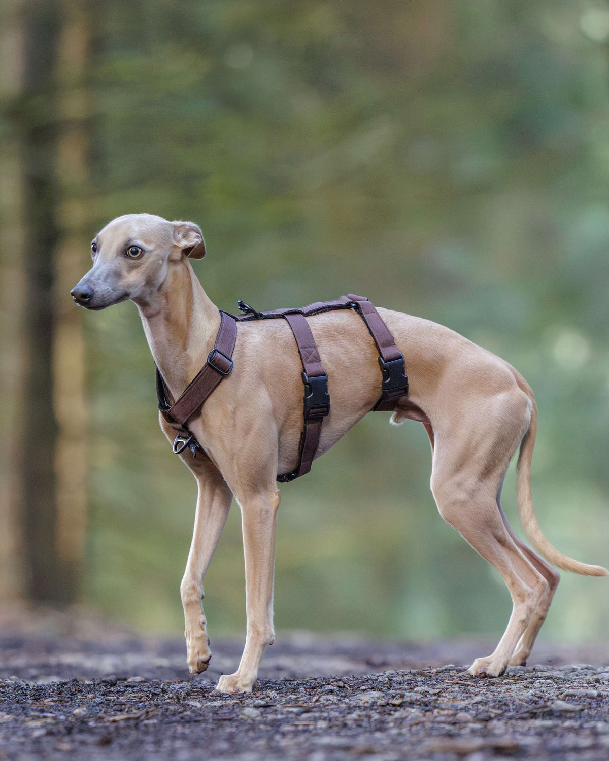 THE ELSA 3 Point Harness