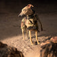 THE DINO Lightweight Camouflage, Water Resistant Raincoat - Greyhound Sizes