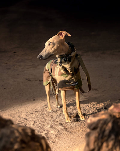 THE DINO Lightweight Camouflage, Water Resistant, Whippet Raincoat
