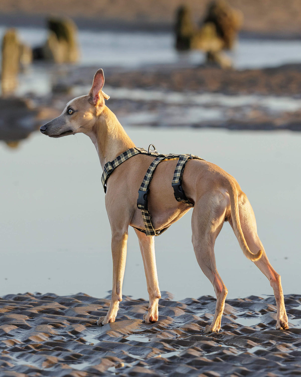 3 Point Sighthound Harness - Patterns