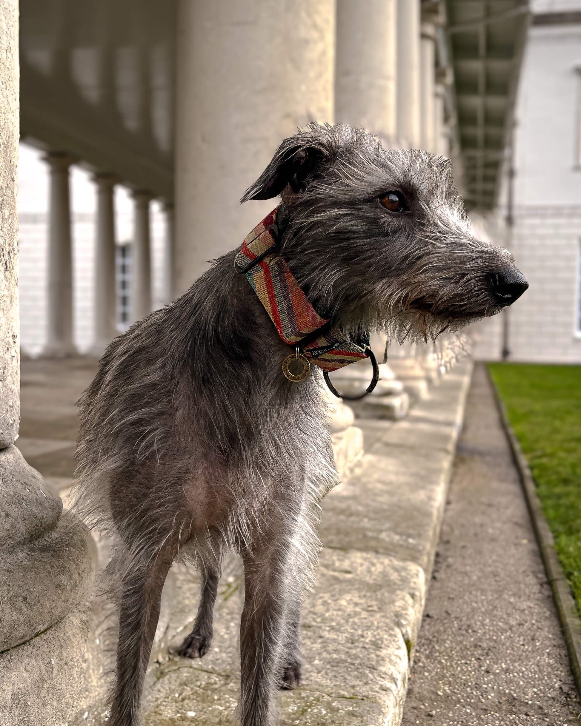 Lurcher Rottweiler X Greyhound Lurcher Bedlington Cross Preloved