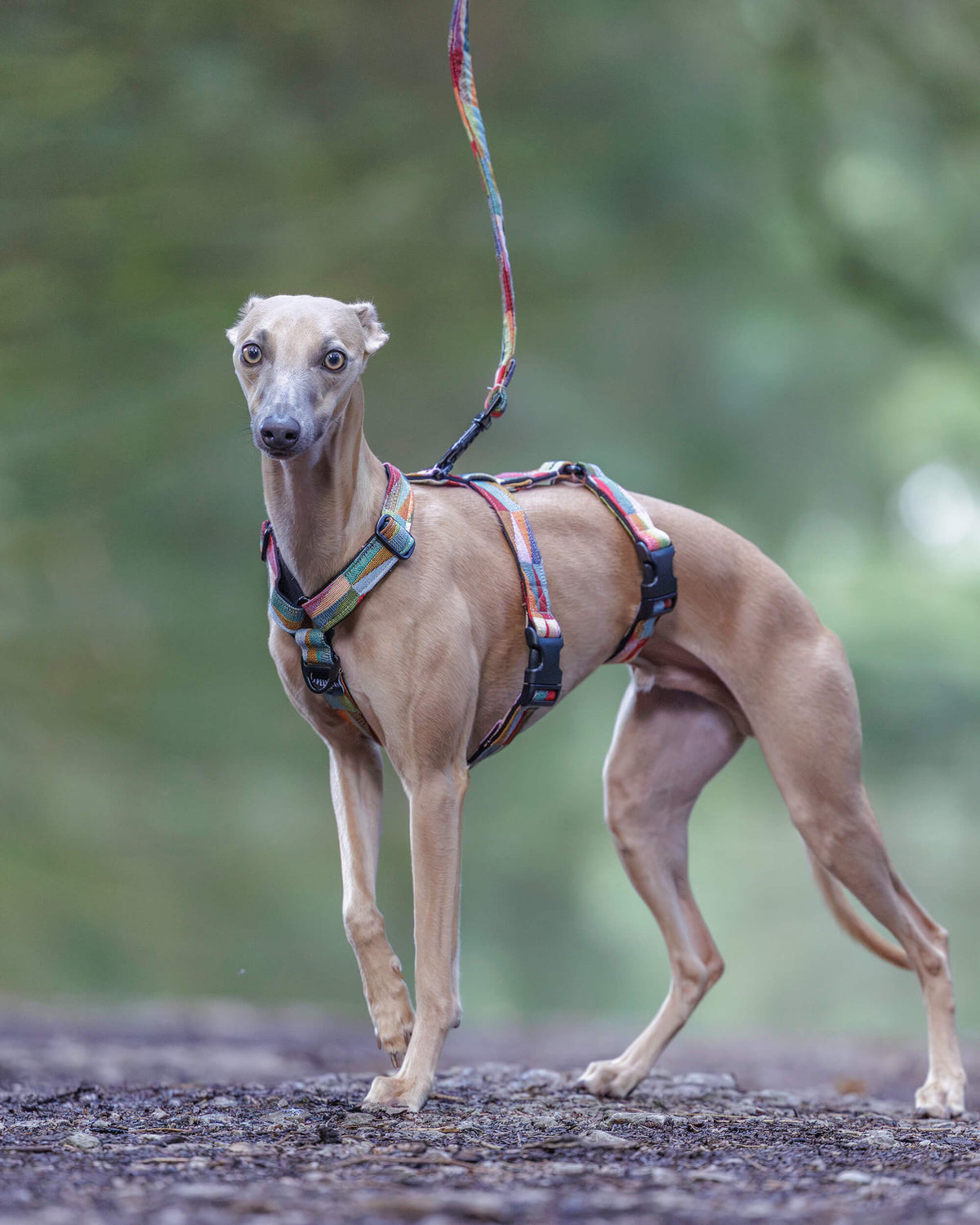 3 Point Sighthound Harness - Patterns