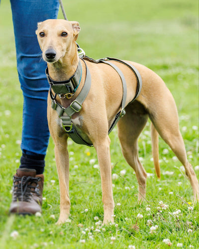 Dog on a harness standing in a grassy field with a person partially visible