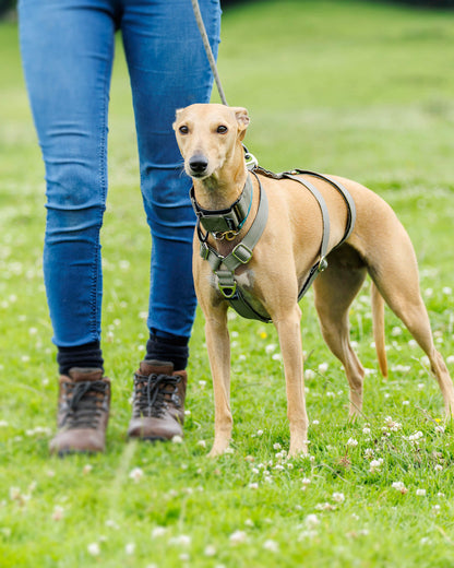 The ELSA 3 Point Harness
