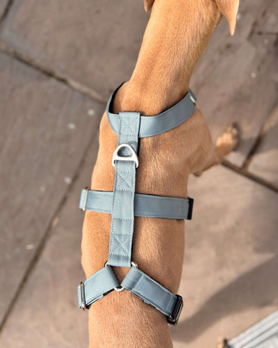 THE ELSA 3 Point Harness