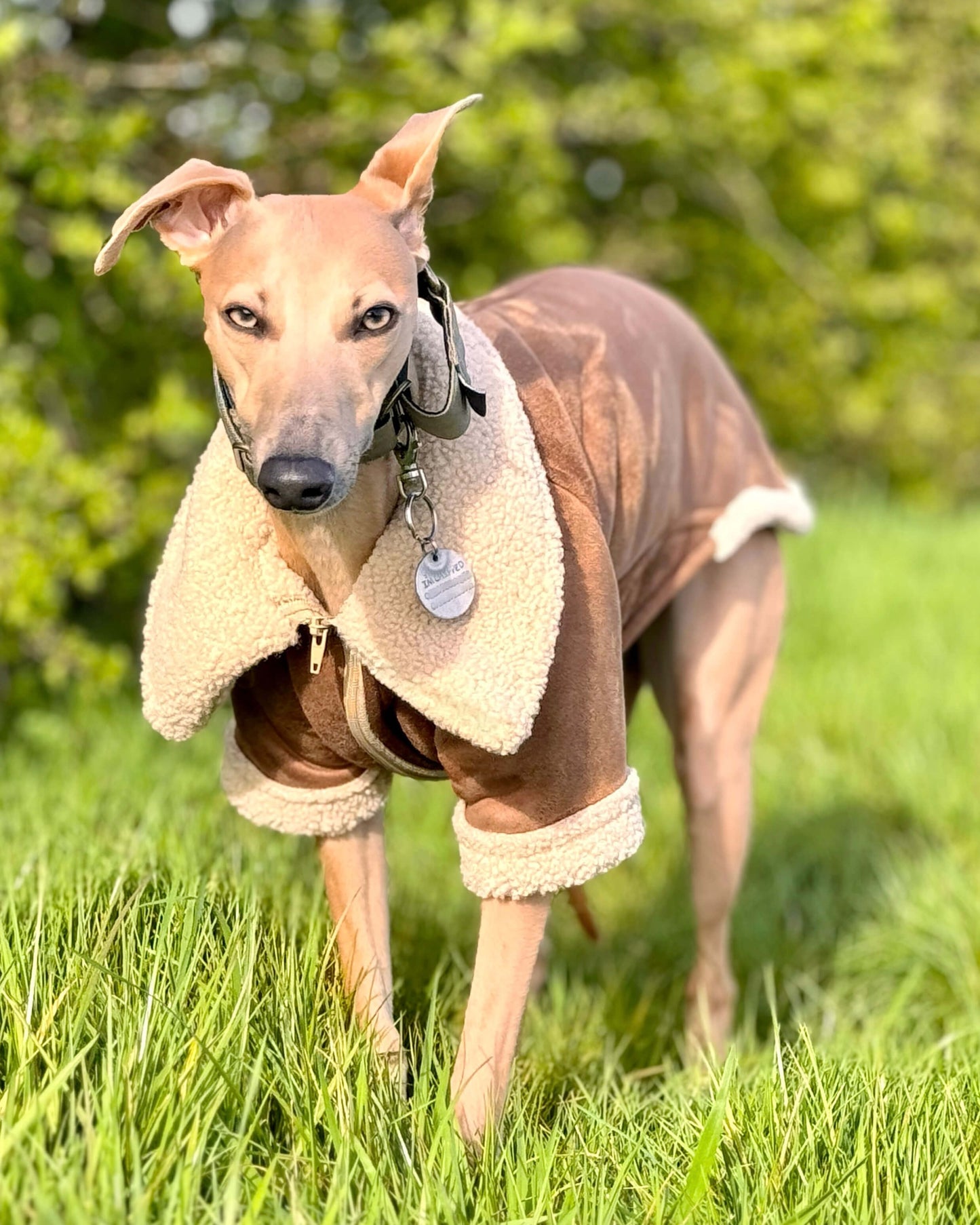 THE ANUBIS Whippet Flying Jacket