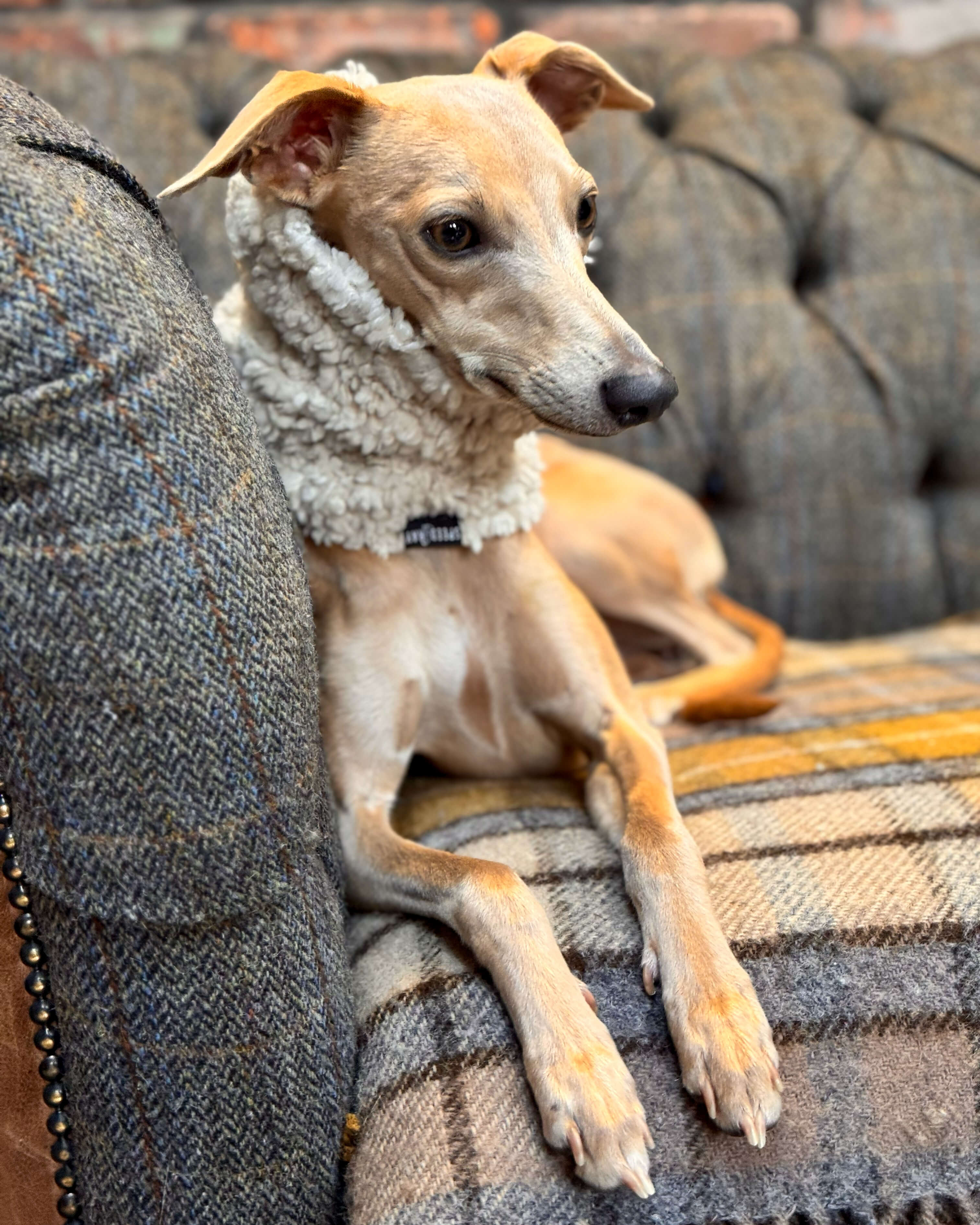 THE DRUNA Sighthound Snood