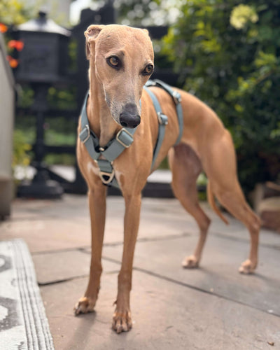 THE ELSA 3 Point Harness