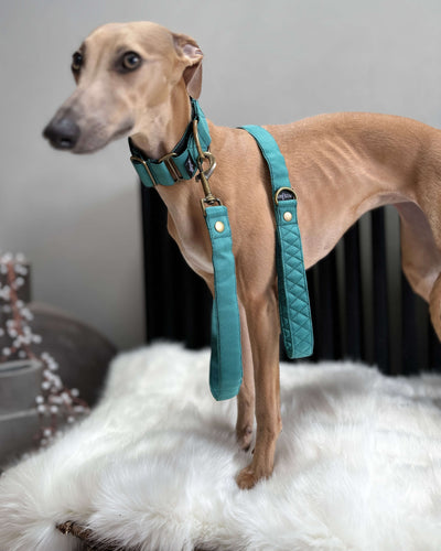 The ELSA Martingale Collar