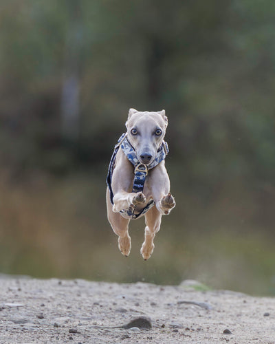 3 Point Sighthound Harness - Patterns