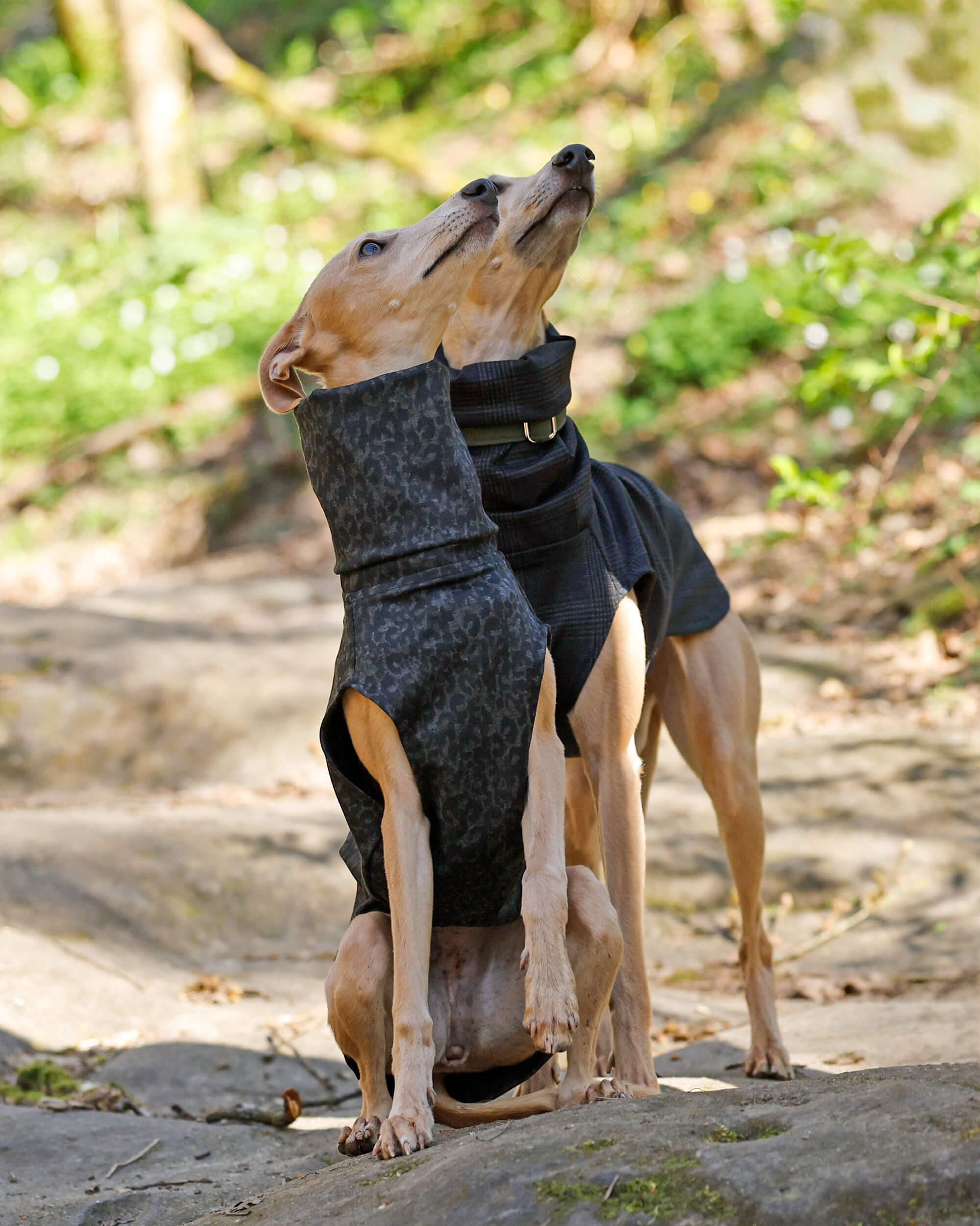 The RICO Jumper - Greyhound Size