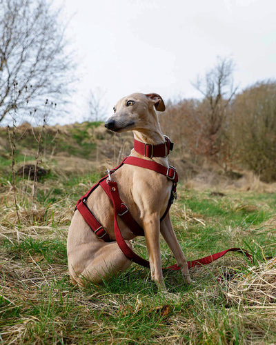 THE ELSA 3 Point Harness