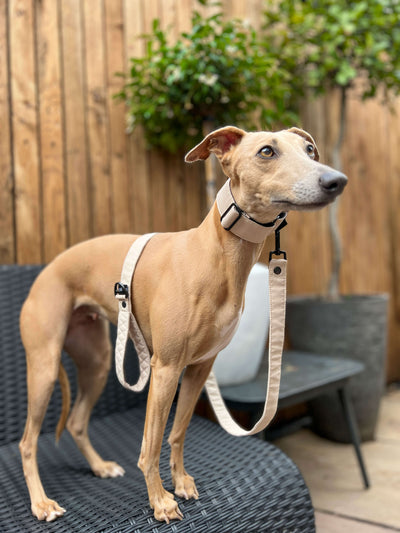 The ELSA Martingale Collar