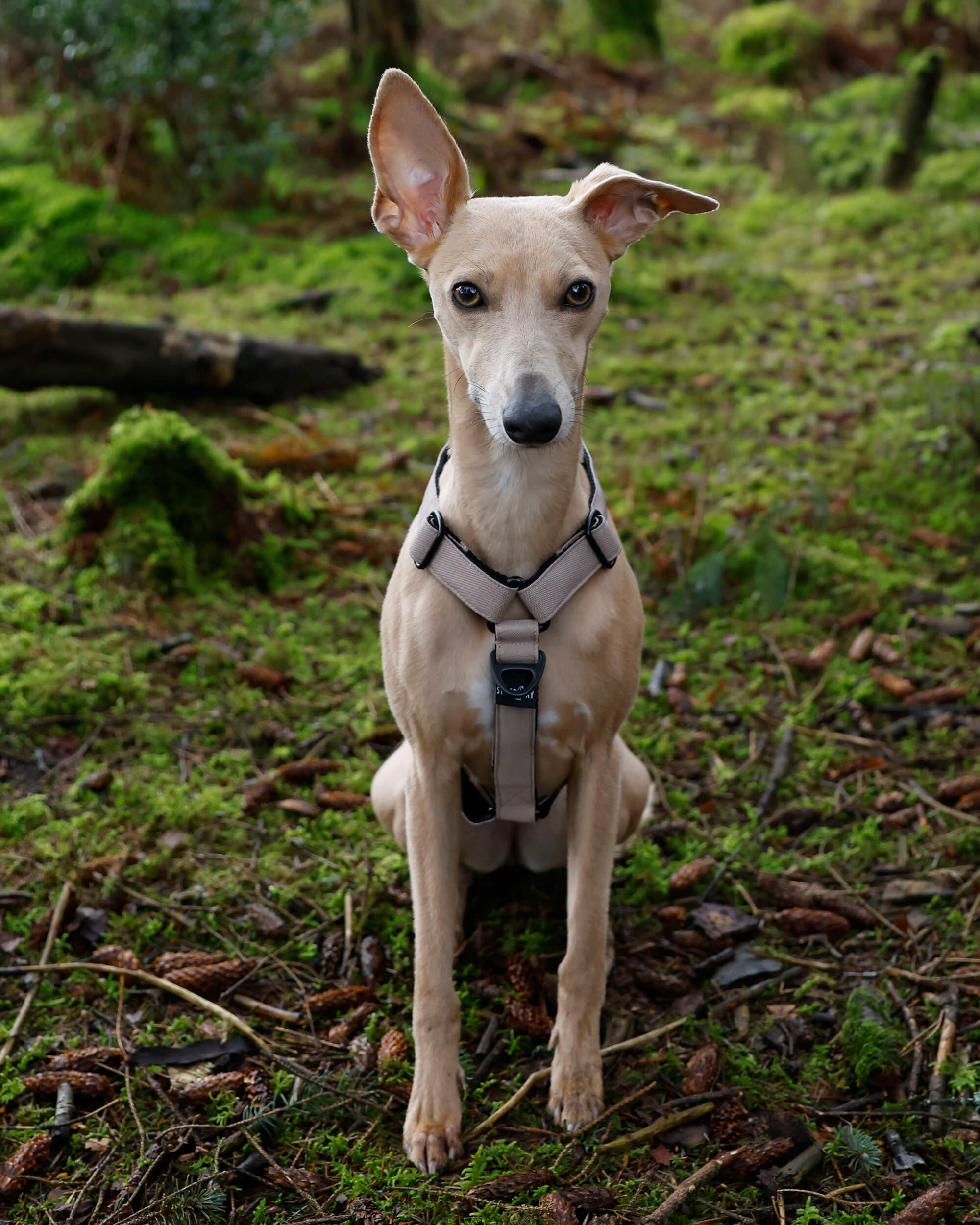 THE ELSA 3 Point Harness