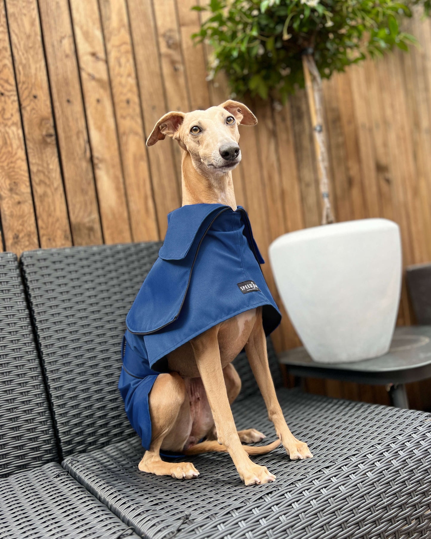 THE ELSA Trench Raincoat - Greyhound Sizes