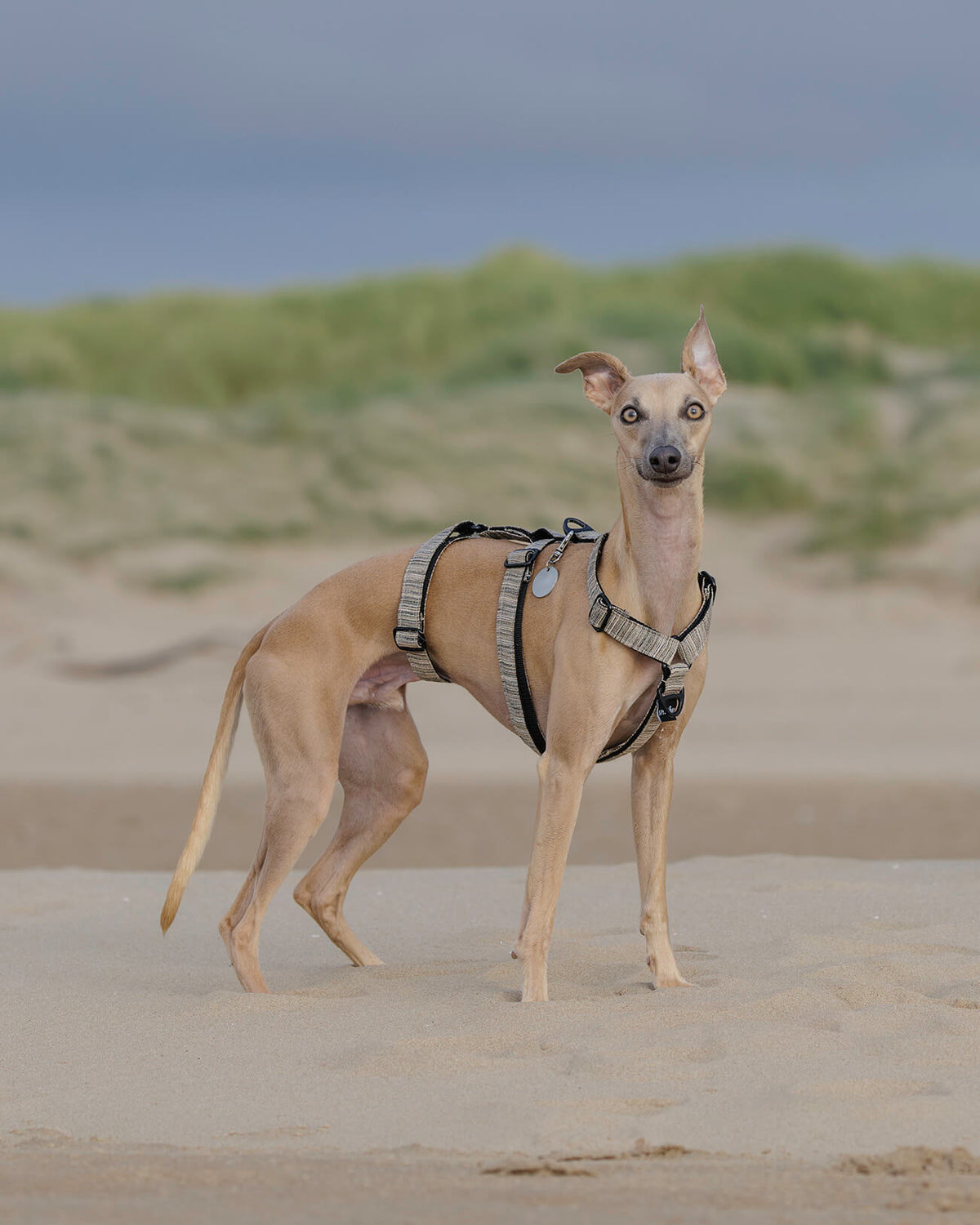 3 Point Sighthound Harness - Patterns