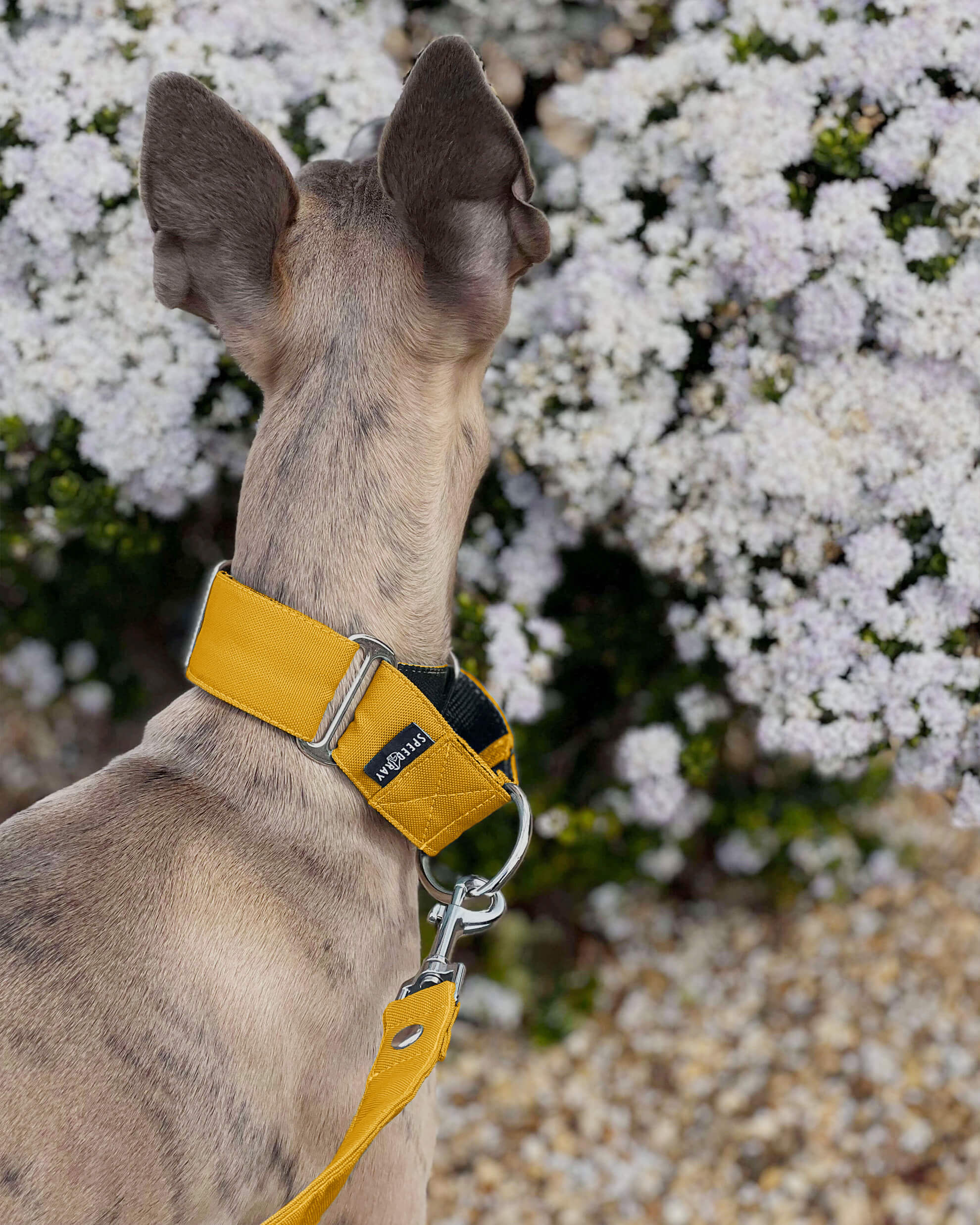THE ELSA Martingale Collar