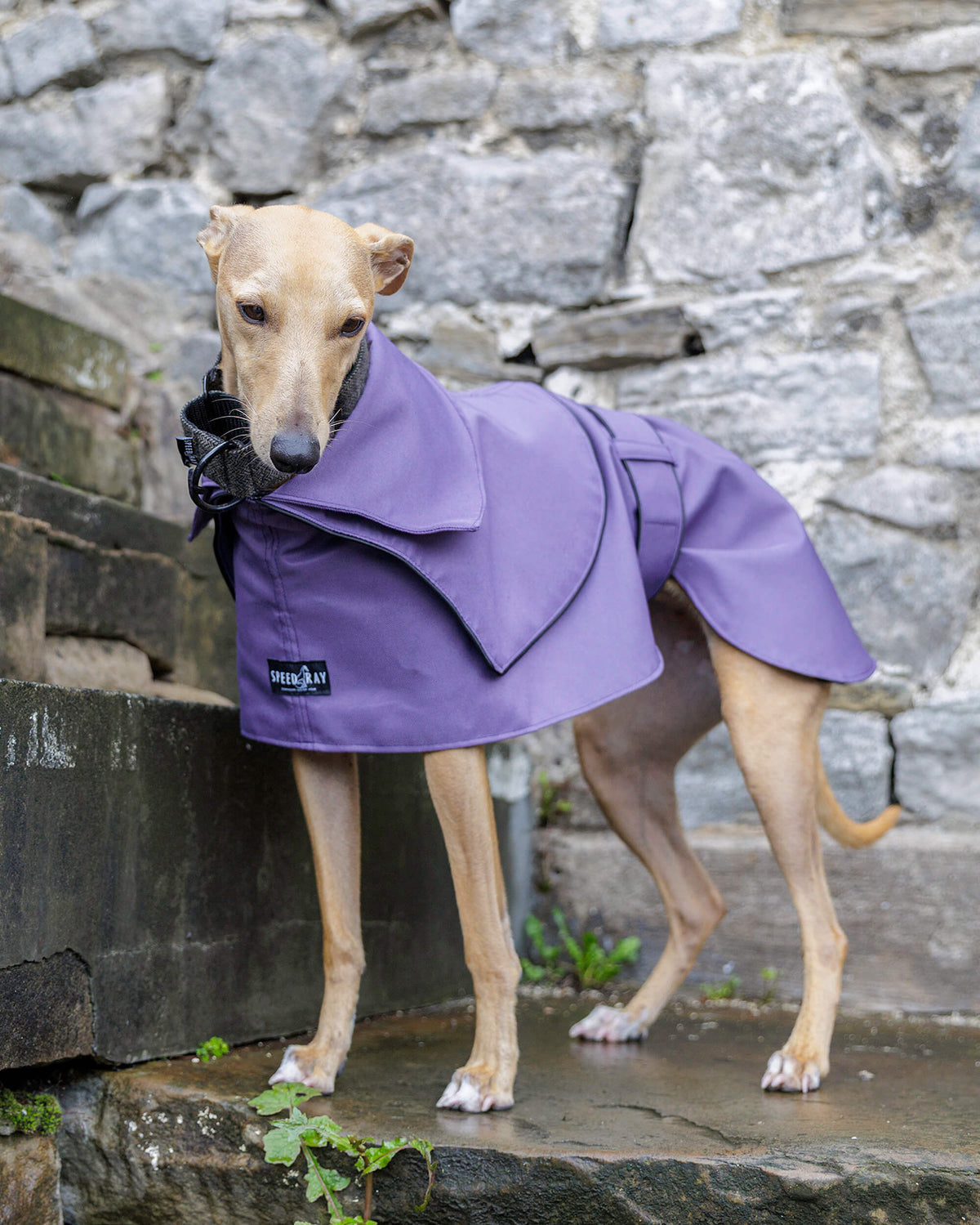 THE ELSA Whippet Trench Raincoat