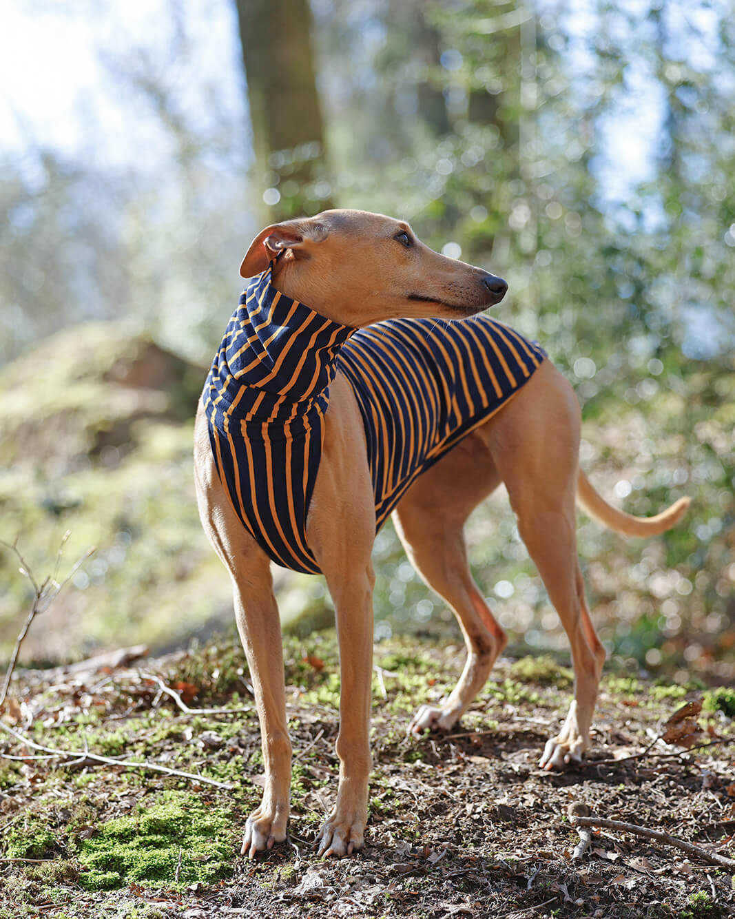 THE WILBERT Stripy T-Shirt Jumper - Greyhound Size