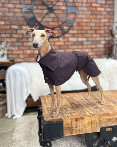 THE ELSA Trench Wax Jacket - Greyhound Size