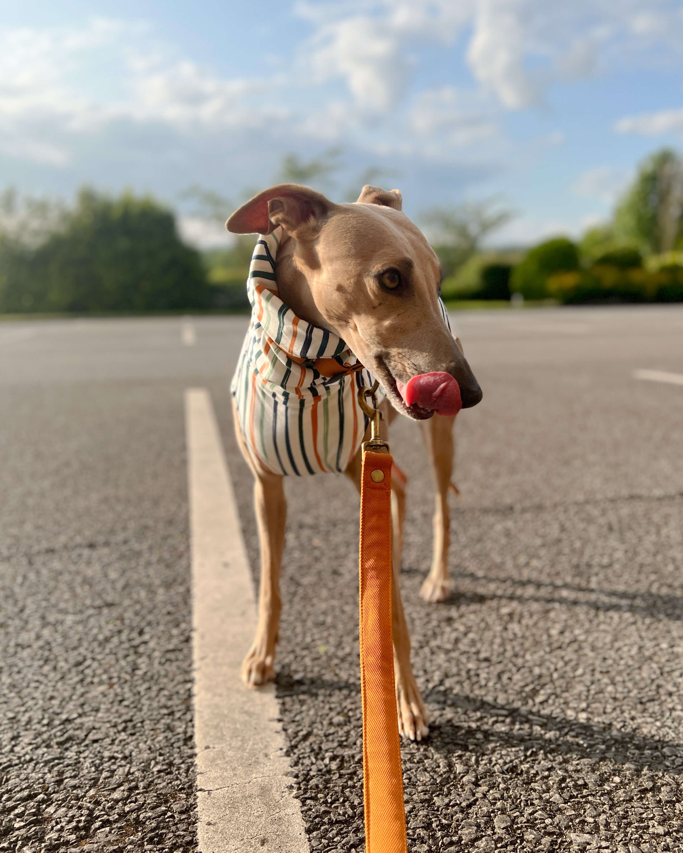 Whippet on sale xmas jumper