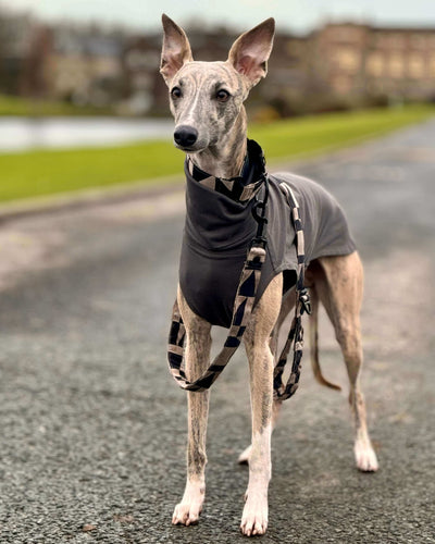 The ZIGGY Martingale Collar