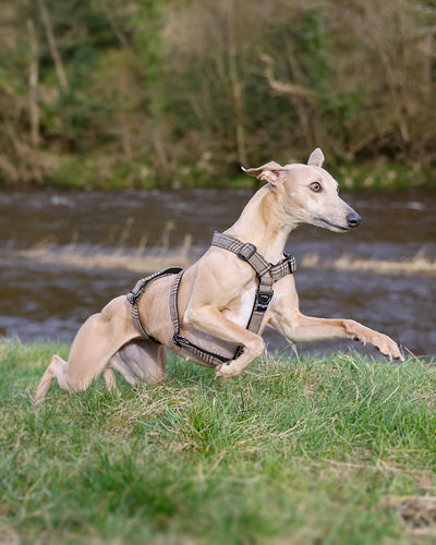 THE ELSA 3 Point Harness