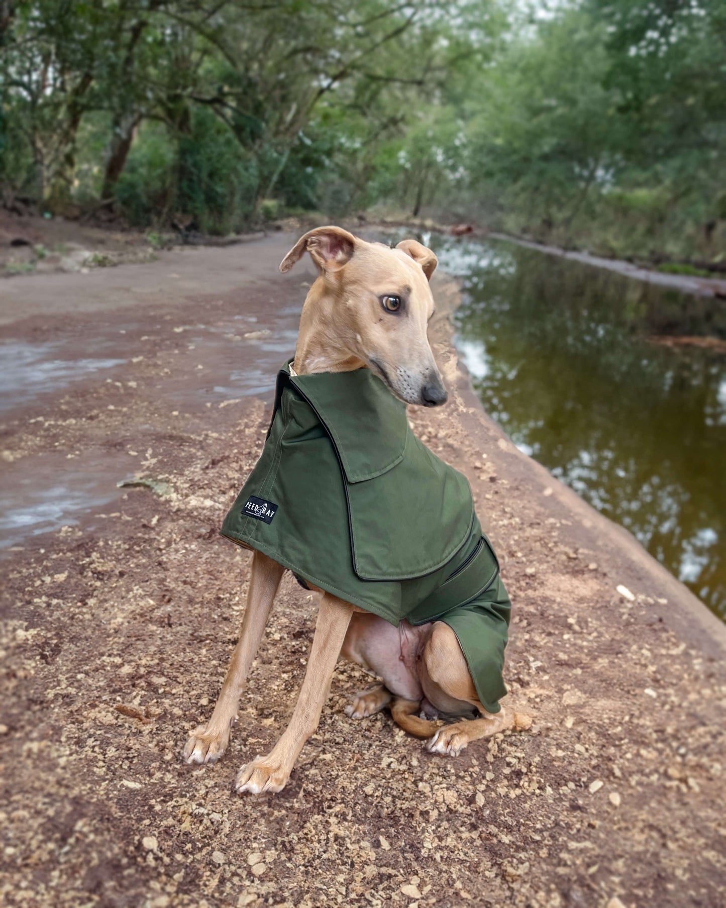 THE ELSA Trench Wax Jacket - Greyhound Sizes