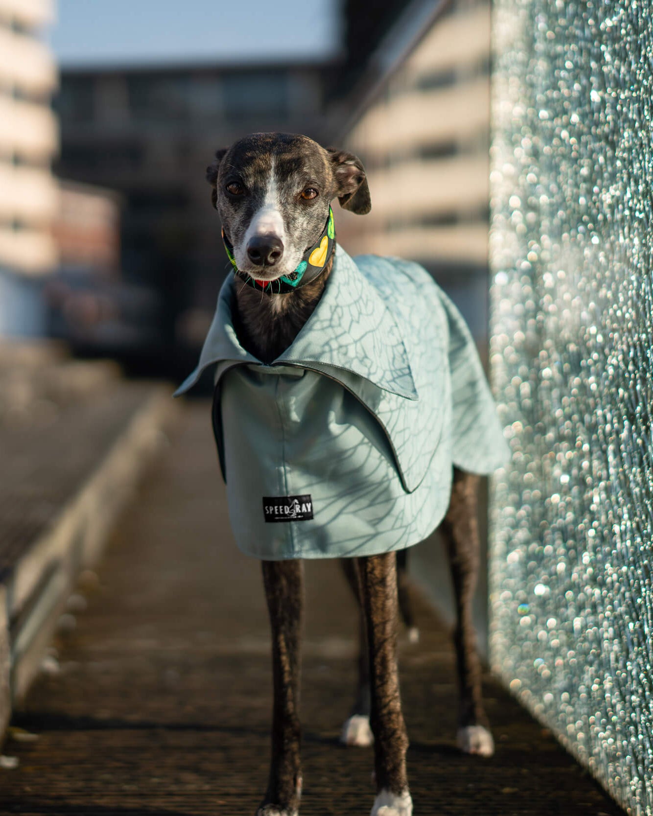 THE ELSA Whippet Trench Raincoat