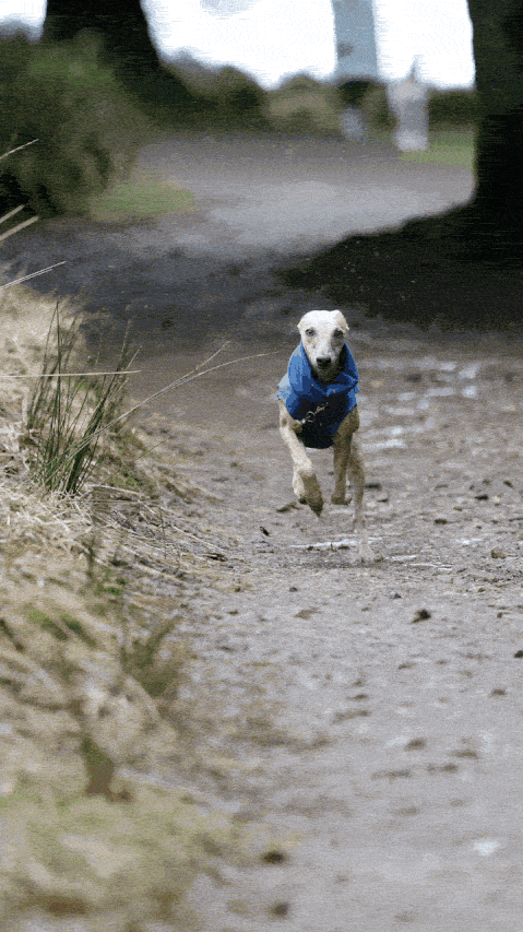Whippet-zoomies-whippet-wearing-jumper-blue