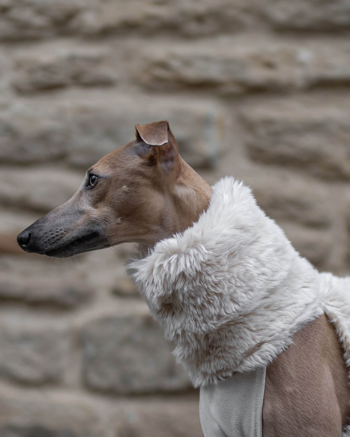 The PANDORA Whippet Jumper