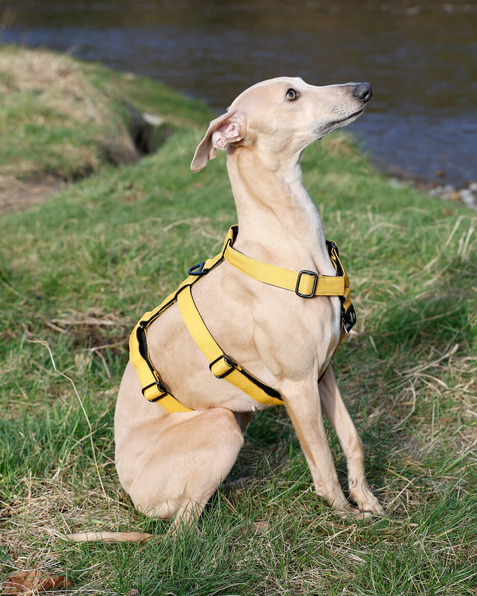 THE ELSA 3 Point Harness