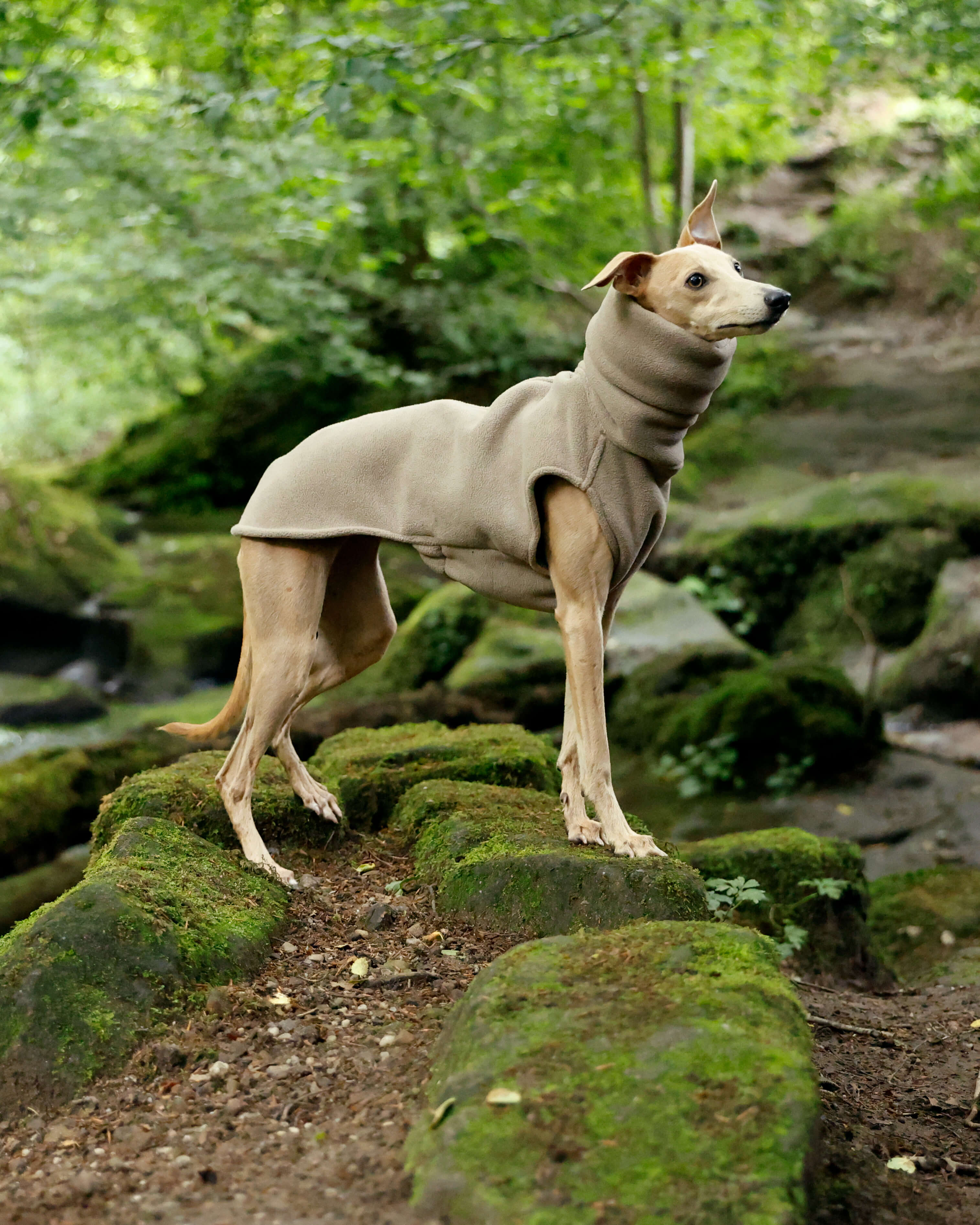 THE BERRY Premium Fleece Jumper - Greyhound Size