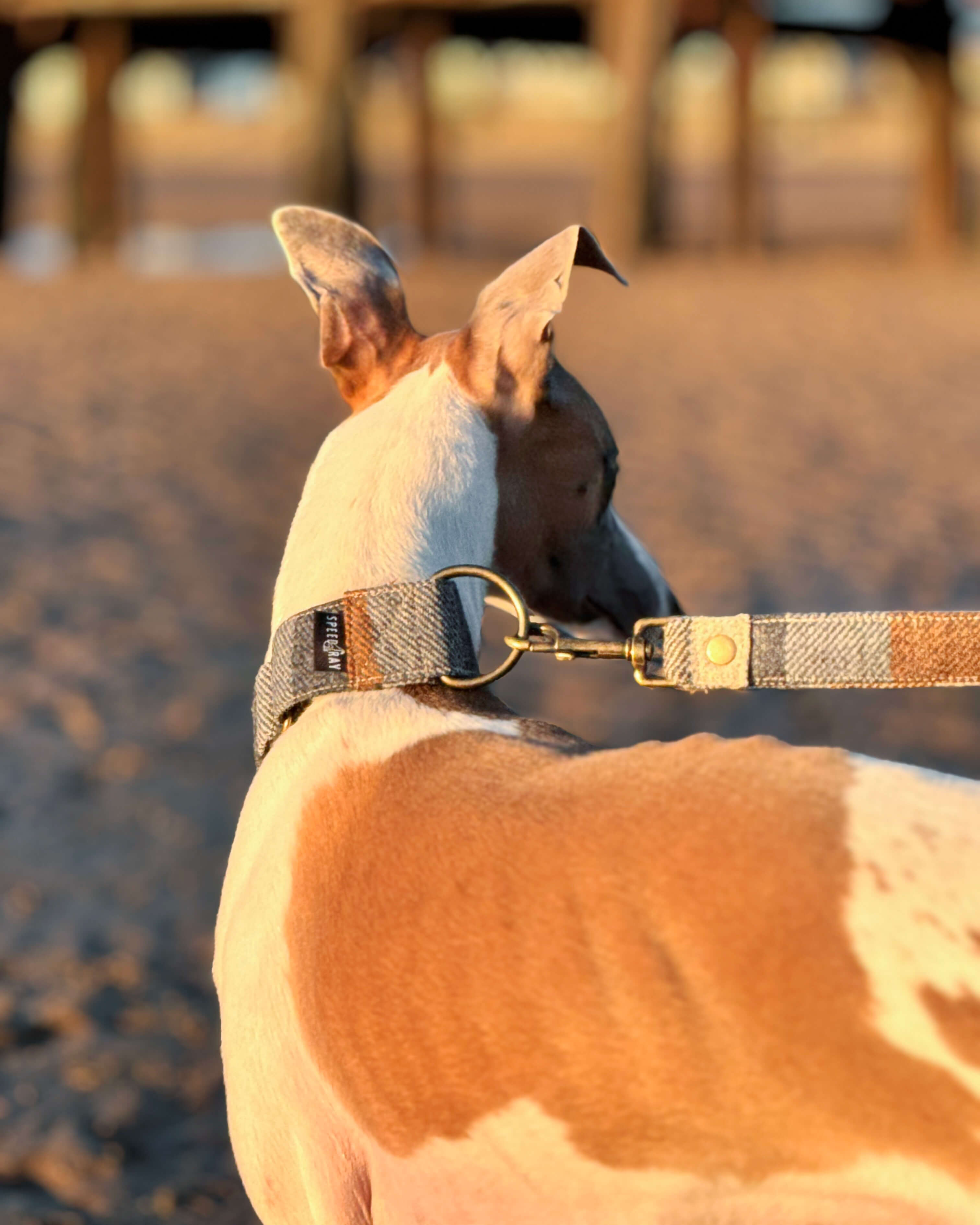 THE PIP Martingale Collar Speedray Speedray Design Wear