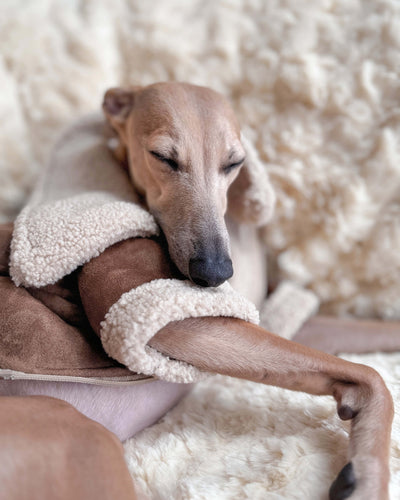 THE ANUBIS Flying Jacket - Greyhound Size