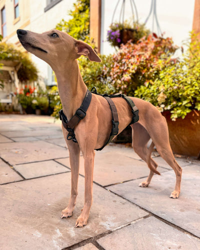 THE ELSA 3 Point Harness