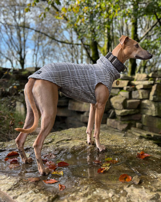 THE DALTON Whippet Jumper