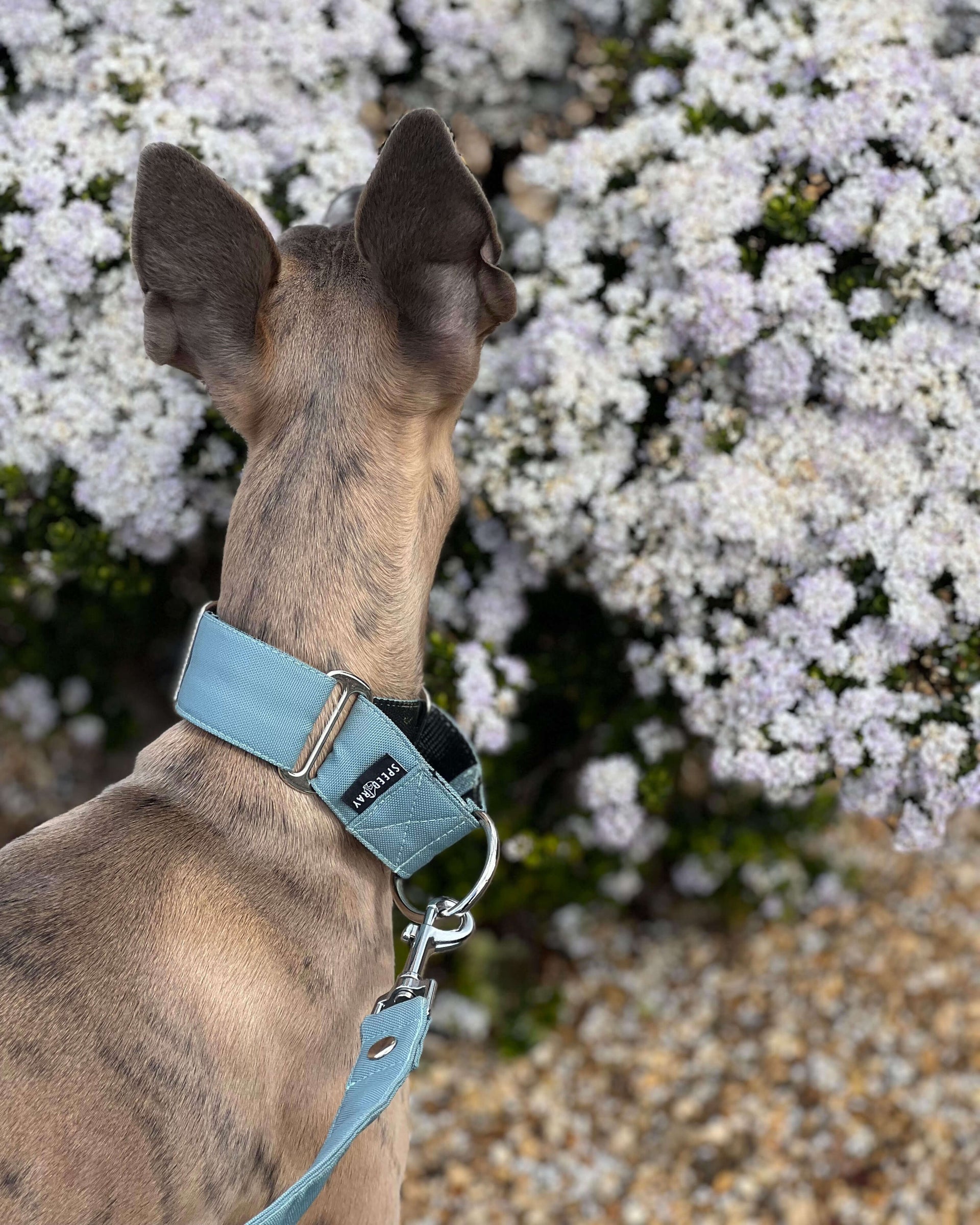 THE ELSA Martingale Collar Speedray – Speedray Design Wear
