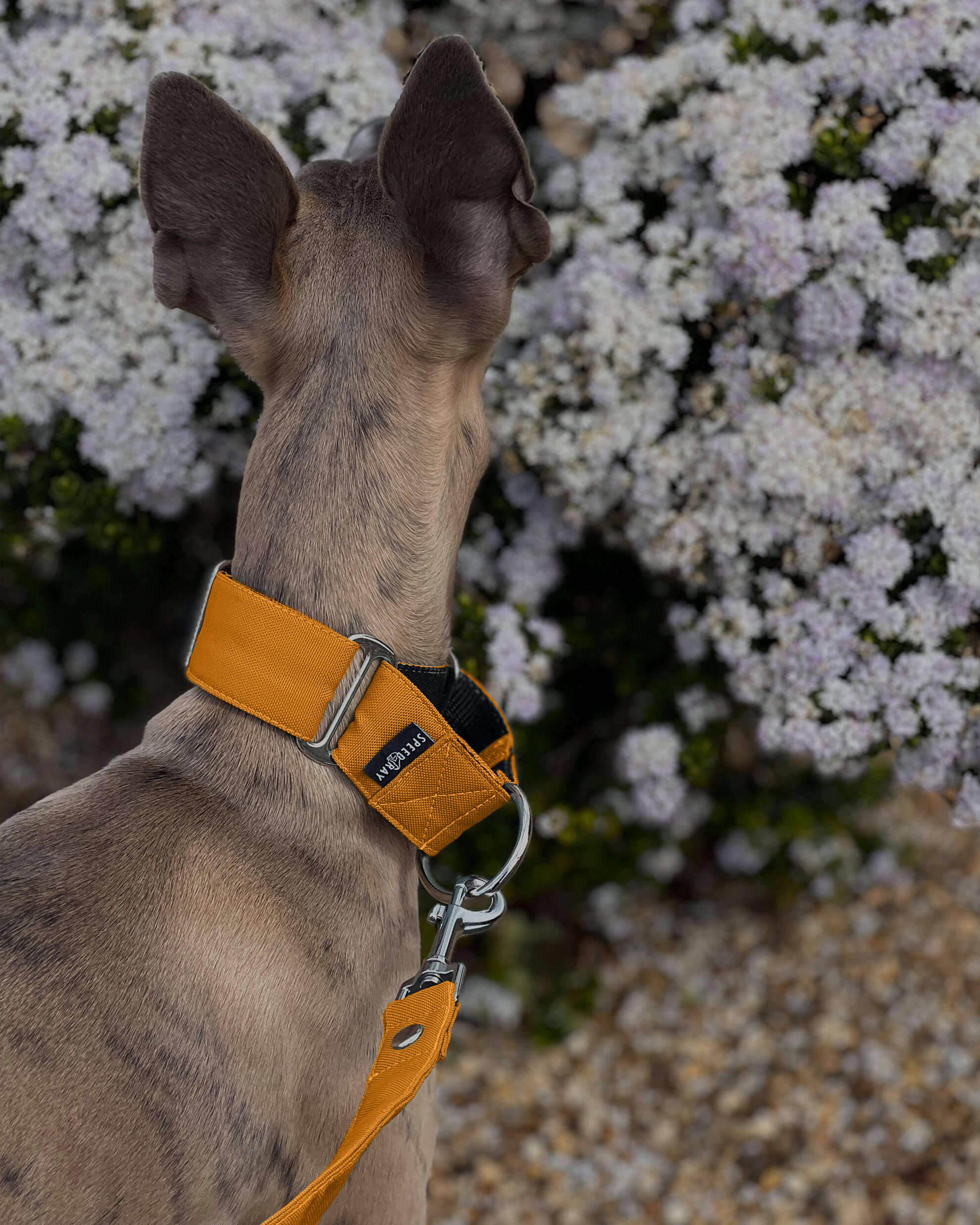 THE ELSA Martingale Collar